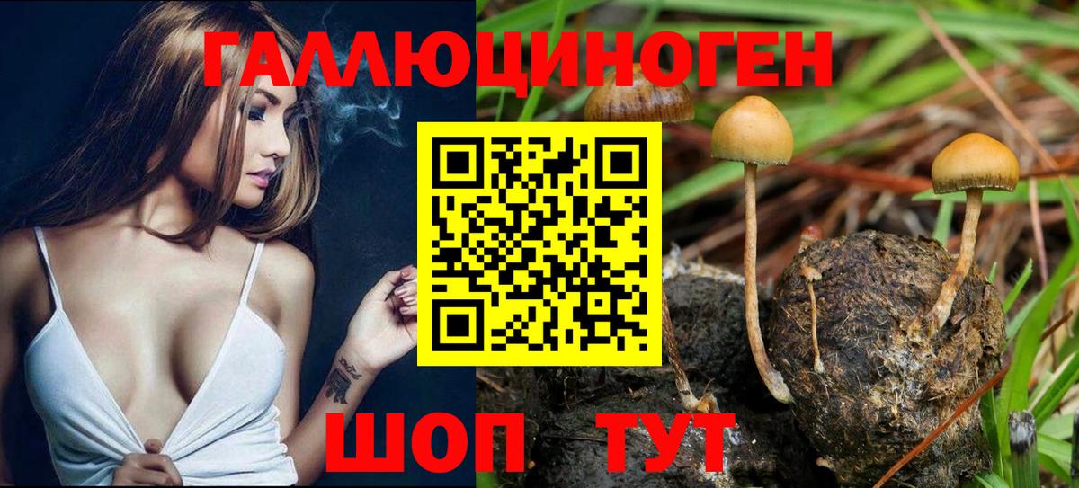 Галлюциногенные грибы Psilocybe Североуральск
